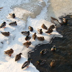 Kaczki zimą na rzece Łydynia.JPG
